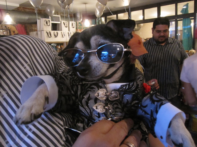 Bandit, a Chihuahua, stayed cool in sunglasses. 