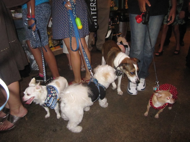 Dogs played at The Salty Paw's fourth annual Puppy Prom Aug. 9, 2011. 