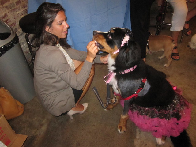 Holly, a Burmese Mountain Dog, with owner Kristen Tyburski