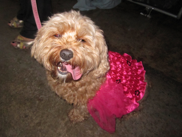 Lucie wore a frilly pink doll's dress. 