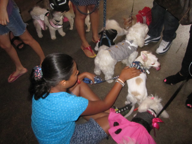 Dogs made new friends at Puppy Prom. 