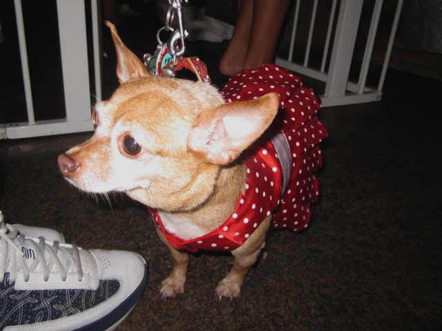 Many of the dogs at Puppy Prom wore designer costumes. 