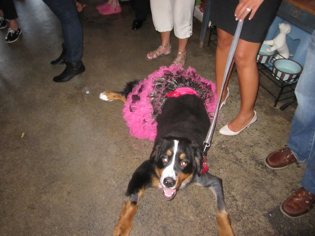 Holly, a 10-month-old Burmese Mountain Dog, relaxed before being named queen. 