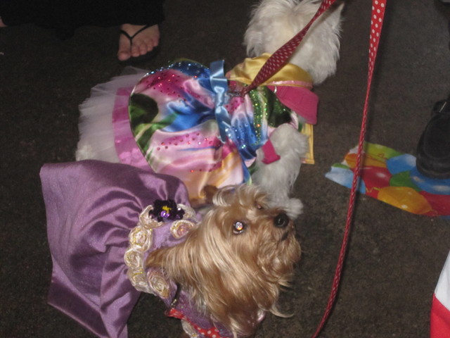The puppies wore a range of costumes, from designer to homemade. 