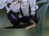 Isham Park Bee Nest Gone After Reported Attack