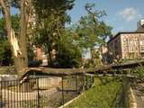 Two Years after Storm Felled 500 Trees, Central Park Completes Restoration