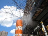 Con Ed Steam Kills TriBeCa Trees, Advocate Says