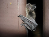 WaHi Rental Apartment Was Infested With Bats, Suit Says