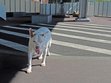 Dirty Dog Run is Sickening Downtown Pups, Owners Say