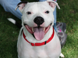 Free Pit Bull Training Aims to Improve Perception of Breed