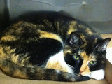 Missing Cat Turns Up in Manhattan Five Years After Vanishing in Colorado
