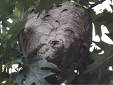 Some Uptown Residents Want Bees and Wasps to Buzz Off