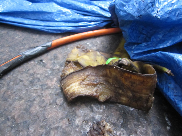 A decomposing banana peel in Zuccotti Park. 