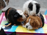 Panhandler's Animal Collection Raising Cruelty Concerns
