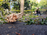 Storm Damages 1,000 Central Park Trees 