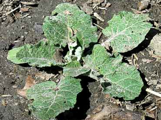 Young burdock leaves.