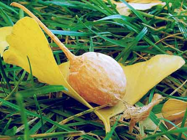 Gingko berries are strewn around Inwood HIll Park at this time of the year.