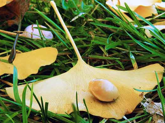 Brill will show attendees where to find savory Ginkgo nuts. 
