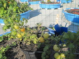 Hell's Kitchen Rooftop Farm Celebrates First Growing Season