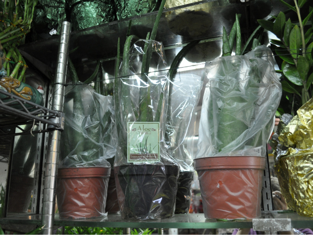 Zafiros said she is proud to sell plants to newcomers in the neighborhood for their new homes. 