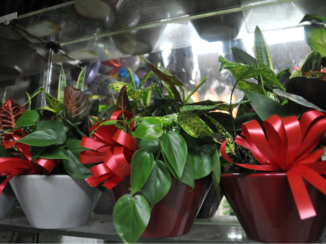 Fort Washington Florist sells plants of all sizes for the Washington Heights community.