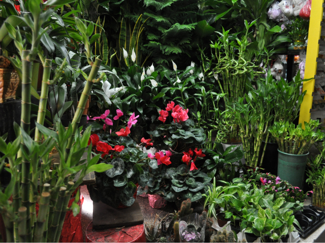 A field of lush plants and flowers adorn the entrance of Fort Washington Florist on Broadway near West 181st Street.