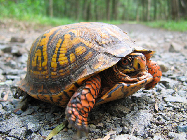 An eastern box turtle went missing from the Inwood Hill Park Nature Center on Thursday, Dec. 1, 2011.
