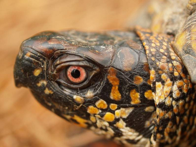 The eastern box turtle is a native of the United States east coast.