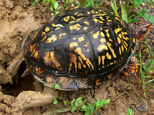 Although amphibious, the eastern box turtle is a land turtle and does not swim very well. 