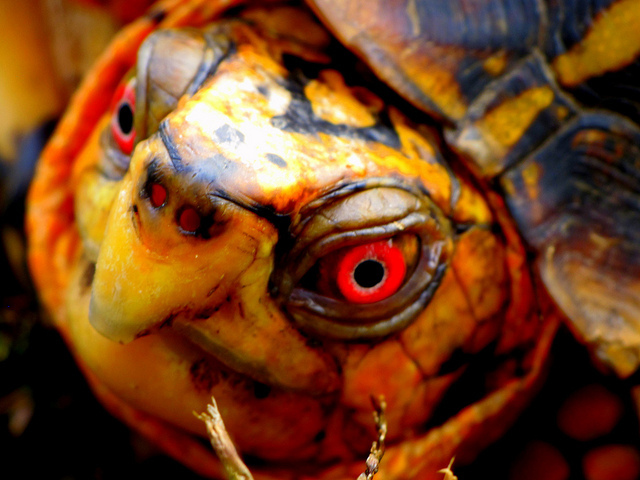 Inwood residents and officials worried about the missing turtle after it ventured from its cage.