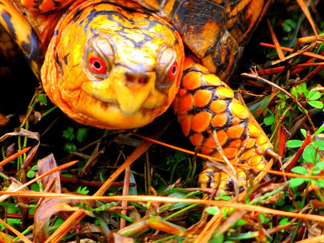 The turtle is one of many animals that have escaped from their homes throughout the city this year.