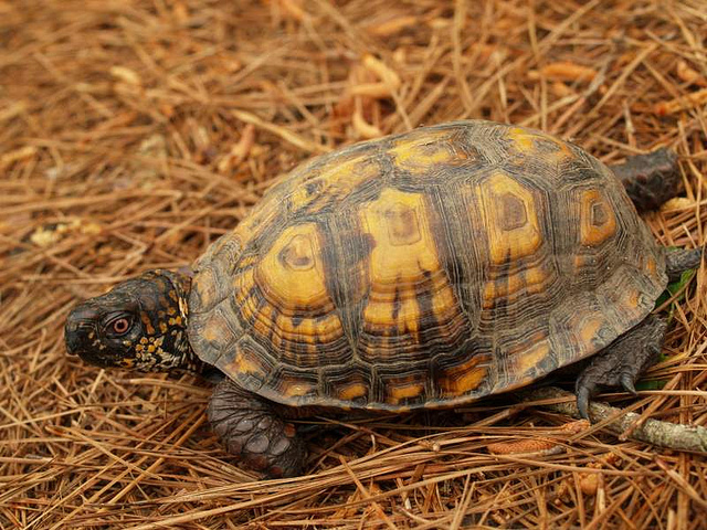 Inwood HIll Park lovers have been asked to keep an eye out for the slow moving animal.