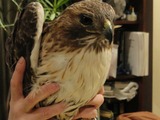 Violet the Hawk's Mourners Plan Washington Square Park Memorial