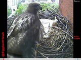 Violet the Hawk's Fans Flock Online to Mourn Her Loss