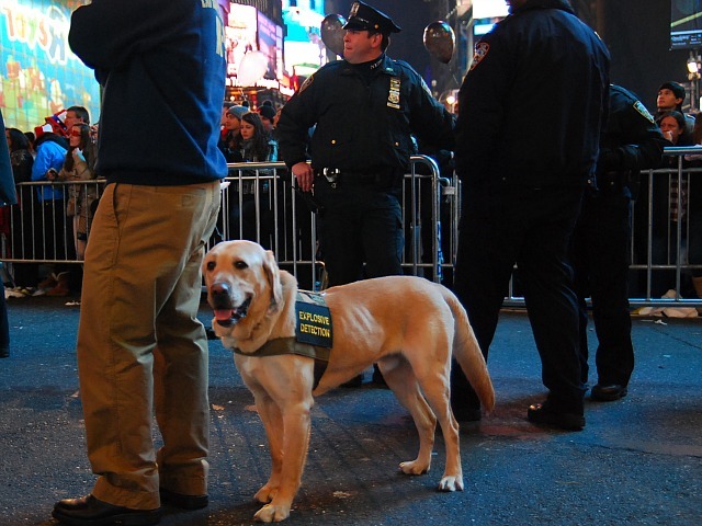 This explosive detection dog was hard at work in Times Square on New Year's 2012. 