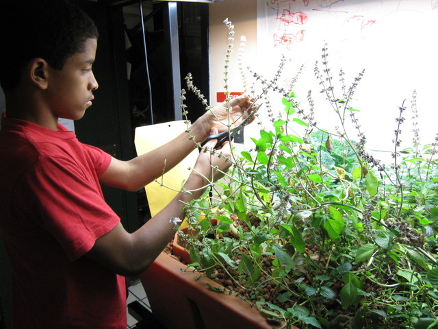 Student tends aquaponic garden