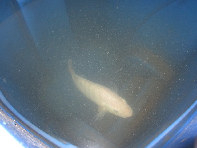 Tilapia in a garbage bin 2