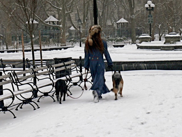 <p>Walking dogs through the snow in Washington Square Park on Sat., Jan. 21, 2012.</p>
