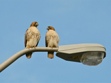 Riverside Park's New Hawk Couple Takes Soaring Relationship to Next Level