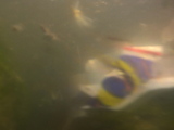 Newtown Creek Remote Control Boats Set to Launch