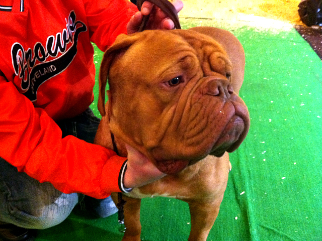 Westminster Dog Show Kicks Off at Madison Square Garden - DNAinfo.com ...