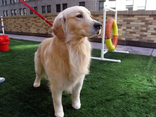 golden retriever westminster westminster show kicks at square garden midtown theater district golden retriever westminster westminster show kicks at square garden midtown theater district