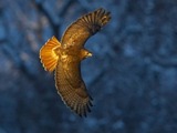 Photographer of Famous Red-Tailed Hawk Pale Male Arrested