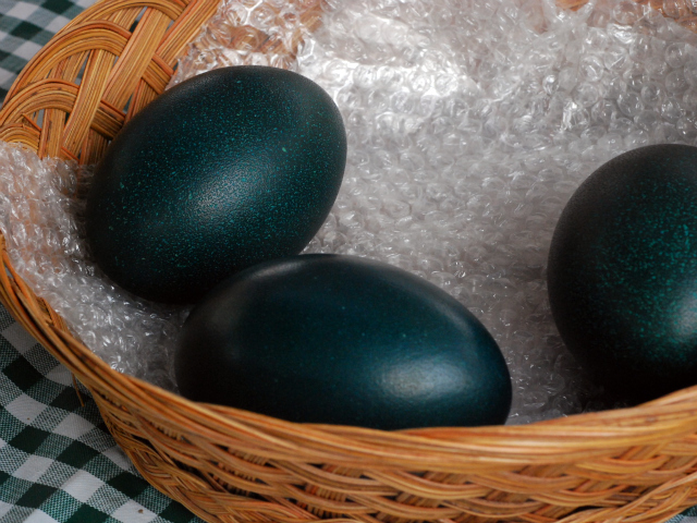 A basket of emu eggs at the Union Square Market