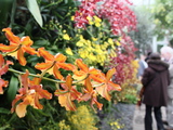 Spring Colors in Bloom at Orchid Show