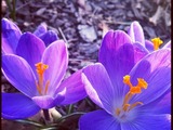 Spring Arrives in Manhattan with 70-Degree Weather