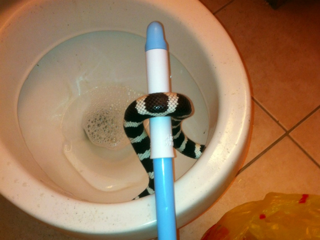 Kenneth Rosenthal, a plumber, ousted a snake from a toilet in a Staten Island apartment complex on Wednesday, March 14, 2012. 