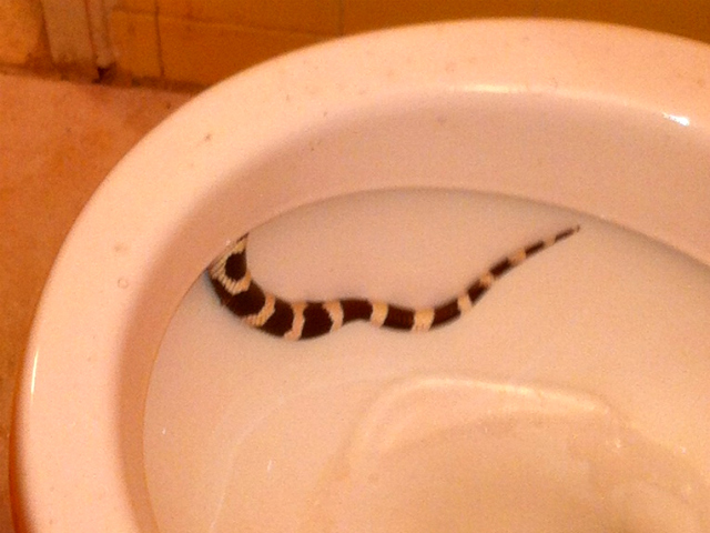 Allen Shepard awoke to find a snake swimming around his toilet on Wednesday, March 14, 2012. 