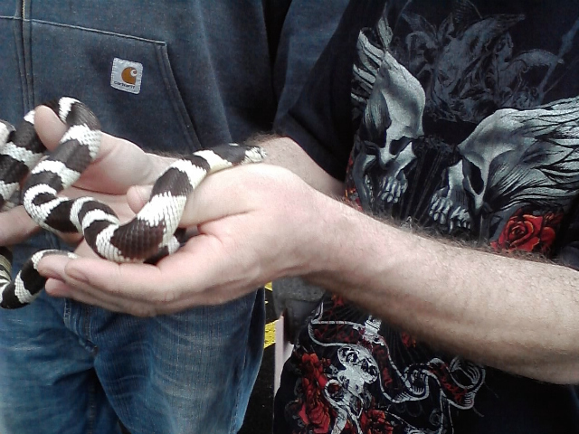 Veterinarian Anthony Pilny said that California King snakes are generally very tame and make good pets.