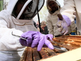 Bee Keepers Warn of Swarms Due to Early Spring